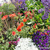 Florida Flower Bed Ideas